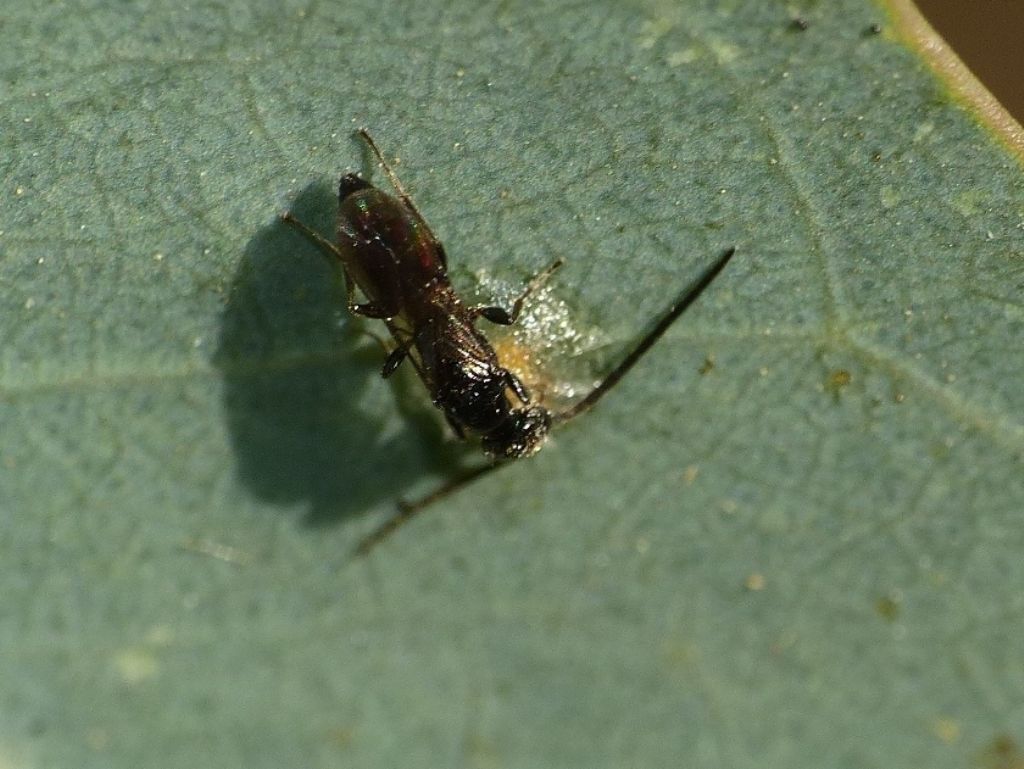 Minuscolo imenottero alla prese con una cupoletta di Glycaspis brimblecombei